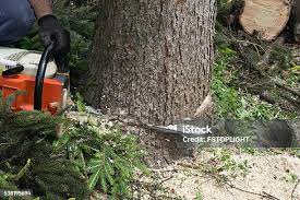 Best Lawn Pest Prevention  in Fort Meade, MD