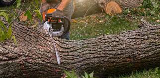 Best Lawn Disease Treatment  in Fort Meade, MD