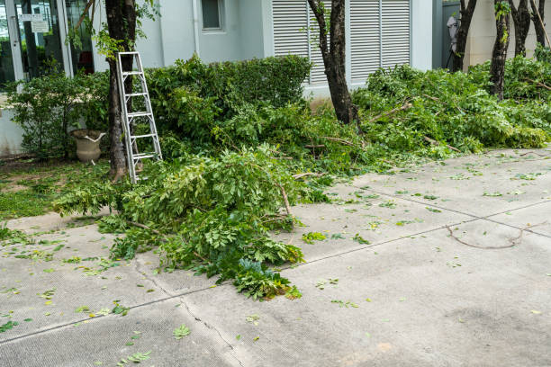 Best Tree Disease Treatment  in Fort Meade, MD