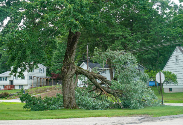 Trusted Fort Meade, MD Tree Removal Experts