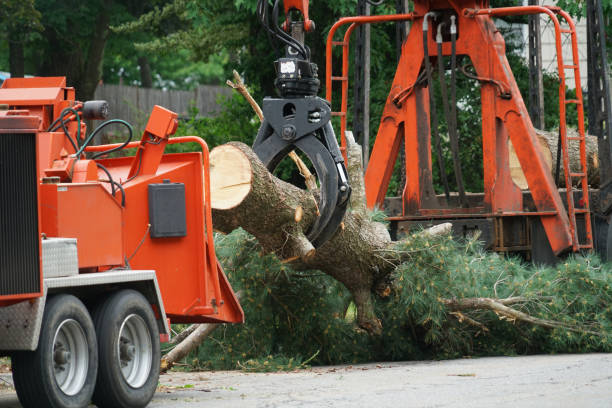 How Our Tree Care Process Works  in  Fort Meade, MD