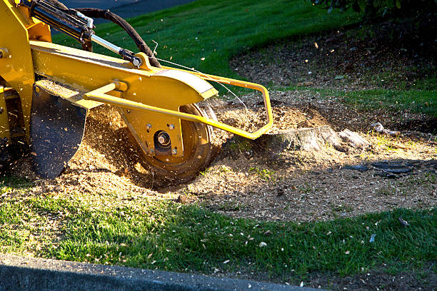 Best Pest Control for Lawns  in Fort Meade, MD