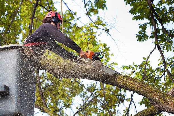 Best Lot and Land Clearing  in Fort Meade, MD
