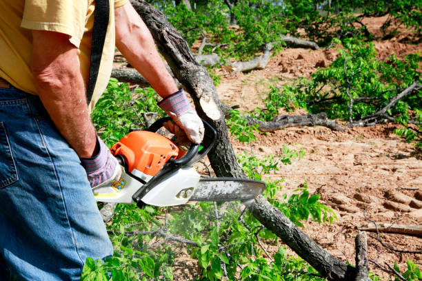Best Tree Maintenance Programs  in Fort Meade, MD